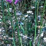 alliumpfolpulchellumfoord