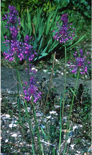 alliumpforpulchellumfoord