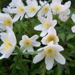 anemoneflosnemerosaroger