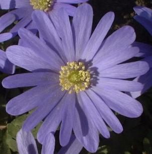 anemonepfloblandablueshadesrvroger