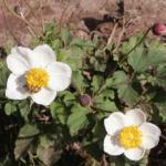 anemonepflo1hupehensiskevock