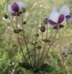 anemonepflo2hupehensiskevock
