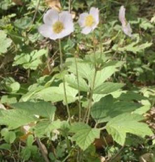 anemonepforhupehensiskevock
