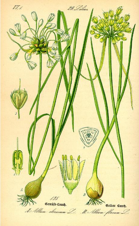 balliumfig92flavumwikimediacommons