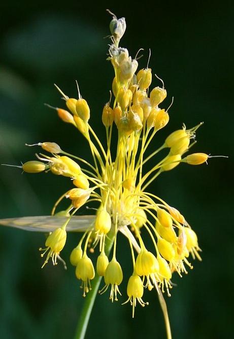 balliumflos93flavumwikimediacommons