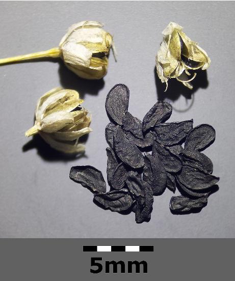 balliumfrus91flavumwikimediacommons
