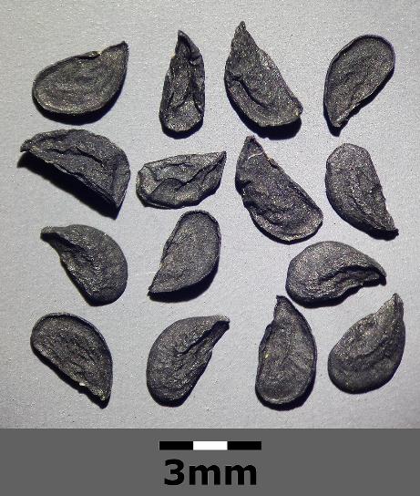 balliumfrus96flavumwikimediacommons