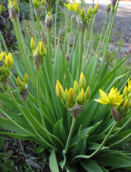 balliumpflobuds94molywikimediacommons