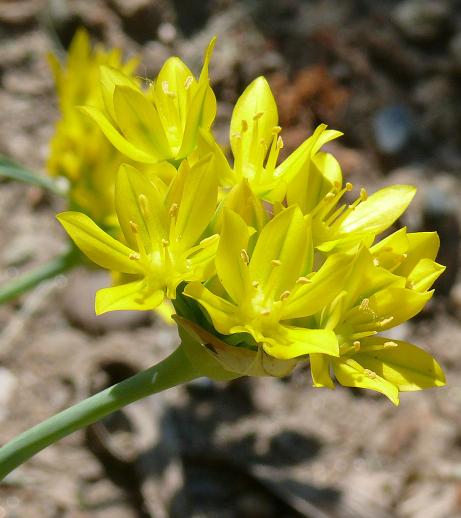 balliumpflos92molywikimediacommons
