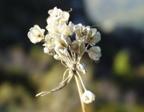 balliumpfrus101flavumwikimediacommons