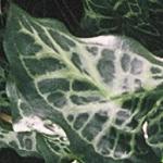 arumfolitalicummarmoratum1