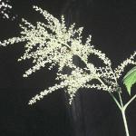 aruncusflodioicus1