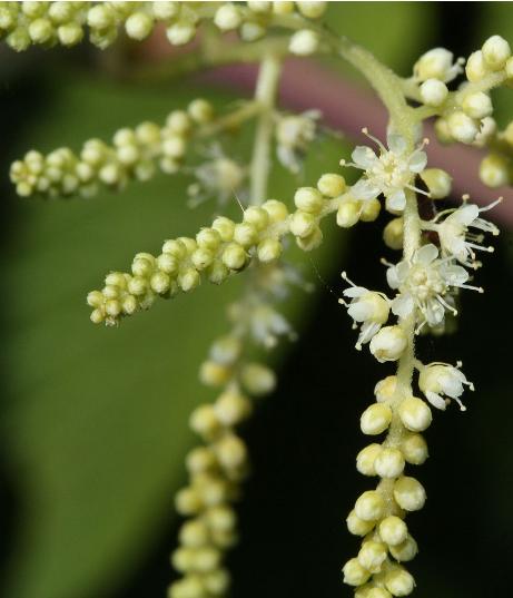 aruncuspflobud9dioicuswikimediacommons