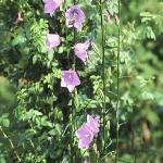 campanulaforpersicifolia1