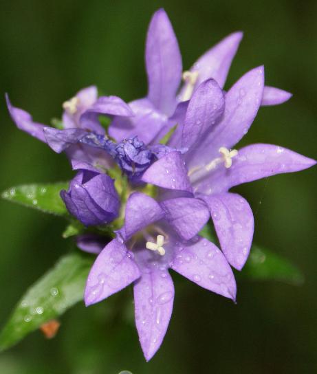 campanulapflos9glomeratawikimediacommons