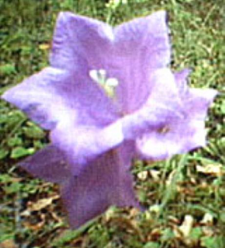 campanulapflos93persicifoliawikimediacommons