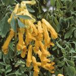 corydalisflolutea1