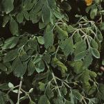 corydalisfollutea1