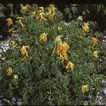corydalisforlutea1