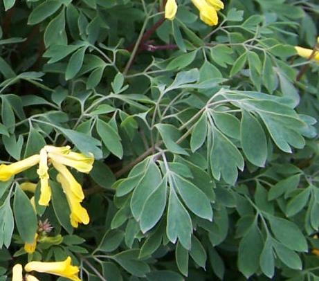 corydalispfol9luteawikimediacommons