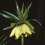 fritillariafloimperiallislutea1