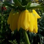fritillariaflo1imperialislutearoger