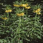 fritillariaforimperiallislutea1