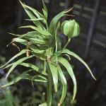 fritillariafruimperiallislutea1