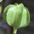 fritillariafrut1imperialislutea