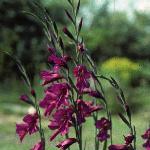 gladiolusflocommunisbyzantinus1