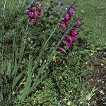 gladiolusforcommunisbyzantinus1
