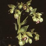 helleborusflofoetidus1a
