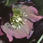 helleborusfloorientalisabchasicus1