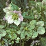 helleborusfloorientalis1