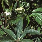 helleborusfolorientalis1