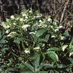 helleborusfororientalis1