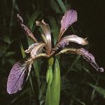 irisflofoetidissima1