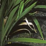 irisfolfoetidissima1