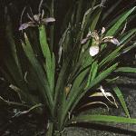 irisforfoetidissima1