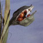 irisfrufoetidissimaseedheadopening