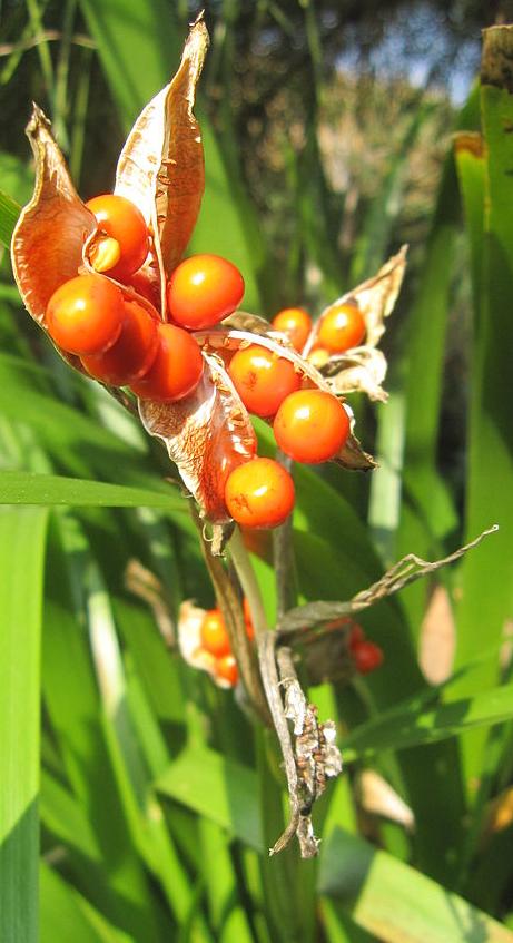 irispfrus92foetidissimawikimediacommons