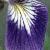 irisflotlaevigata