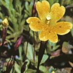 mimulusfloprimuloides18667a