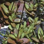 mimulusfolprimuloides18667a
