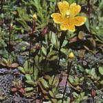 mimulusforprimuloides18667a