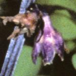 ophiopogonfloplaniscapusnigrescenssep78a
