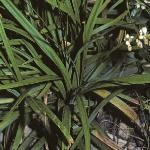 ophiopogonfolplaniscapusformaug79a