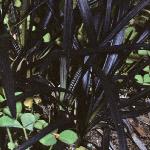 ophiopogonfolplaniscapusnigrescenssep78a