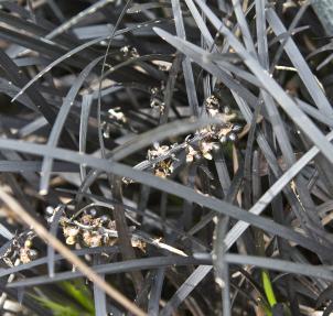 ophiopogonpfol9planiscapusnigrescensgarnonswilliams