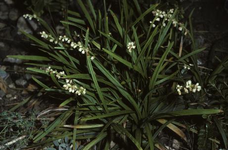 ophiopogonpfor9planiscapusfoord